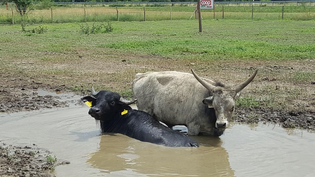 Sóvirág Vendégház Hortobágy Esterno foto